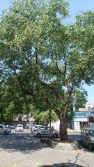 Ficus religiosa