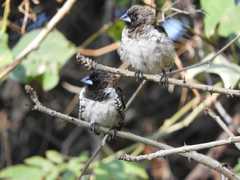 Spermestes cucullata scutata