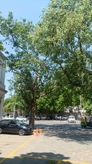Ficus religiosa