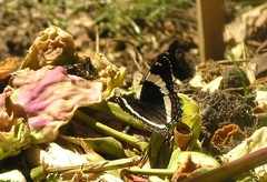 Limenitis arthemis rubrofasciata