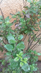 Ocimum tenuiflorum