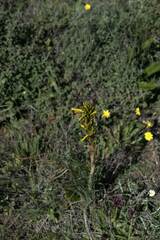 Asphodeline