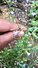 Cyanthillium cinereum