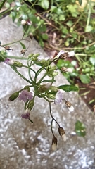 Cyanthillium cinereum