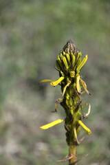 Asphodeline