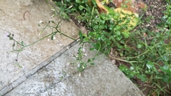 Cyanthillium cinereum