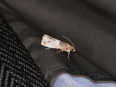 Notocelia trimaculana