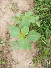 Magnoliopsida