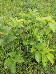 Magnoliopsida