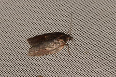 Acleris sparsana