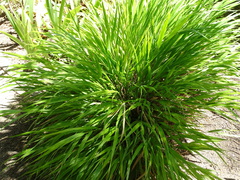 Hakonechloa