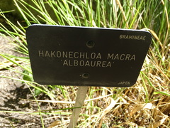 Hakonechloa