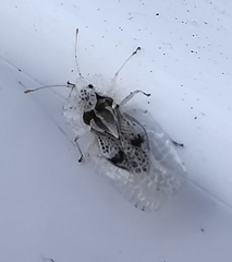 Corythucha ciliata