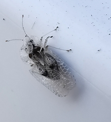 Corythucha ciliata