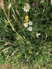Callilepis laureola