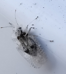 Corythucha ciliata