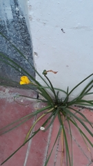 Zephyranthes citrina