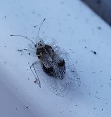 Corythucha ciliata