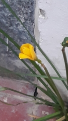 Zephyranthes citrina