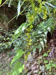 Dioscorea collettii