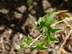 Geranium endressii