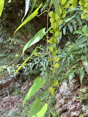 Dioscorea collettii