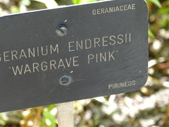 Geranium endressii