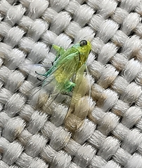 Hemiptera