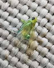 Hemiptera