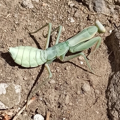 Hierodula transcaucasica