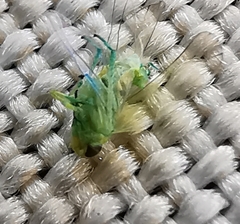 Hemiptera