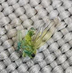 Hemiptera