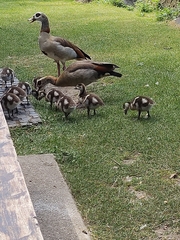 Alopochen aegyptiaca