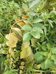 Magnoliopsida