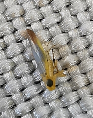 Hemiptera