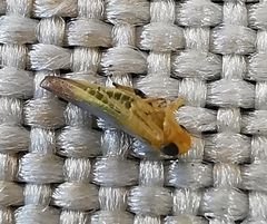 Hemiptera