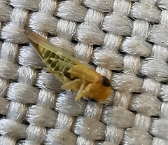 Hemiptera