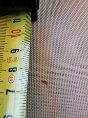 Hemiptera