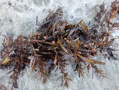 Carpophyllum flexuosum