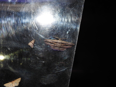 Menophra thuriferaria