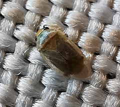 Campylomma