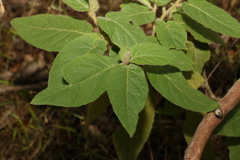 Solanum densevestitum