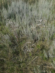 Gypsophila altissima