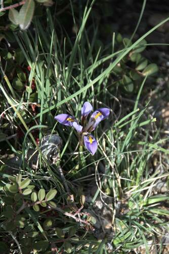 Iris unguicularis
