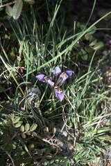 Iris unguicularis cretensis