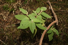 Solanum densevestitum