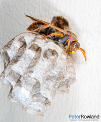 Polistes variabilis