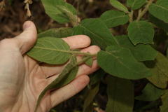Solanum densevestitum