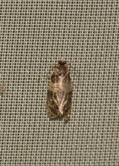 Celypha aurofasciana