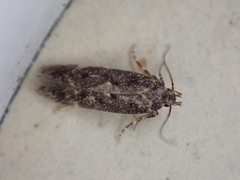 Bryotropha affinis